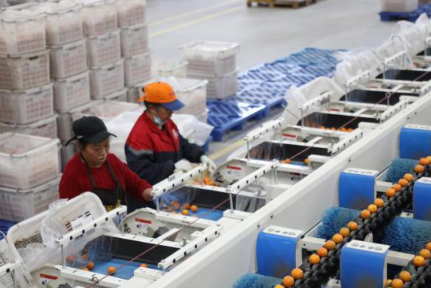 广西融安金桔迎销售旺季，出口额同比大增助力产业腾飞