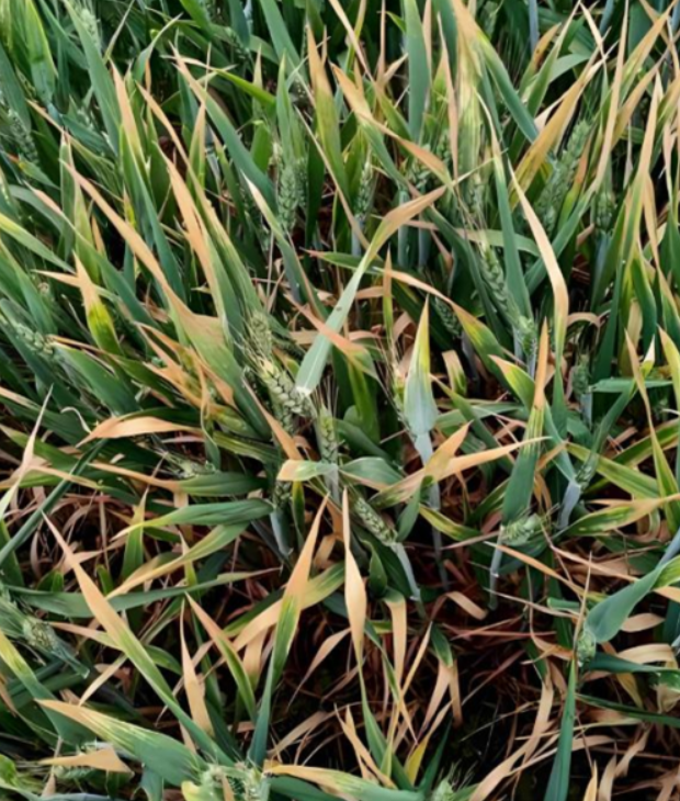 小麦发黄怎么补救？破解小麦发黄谜题：原因、表现与补救全攻略