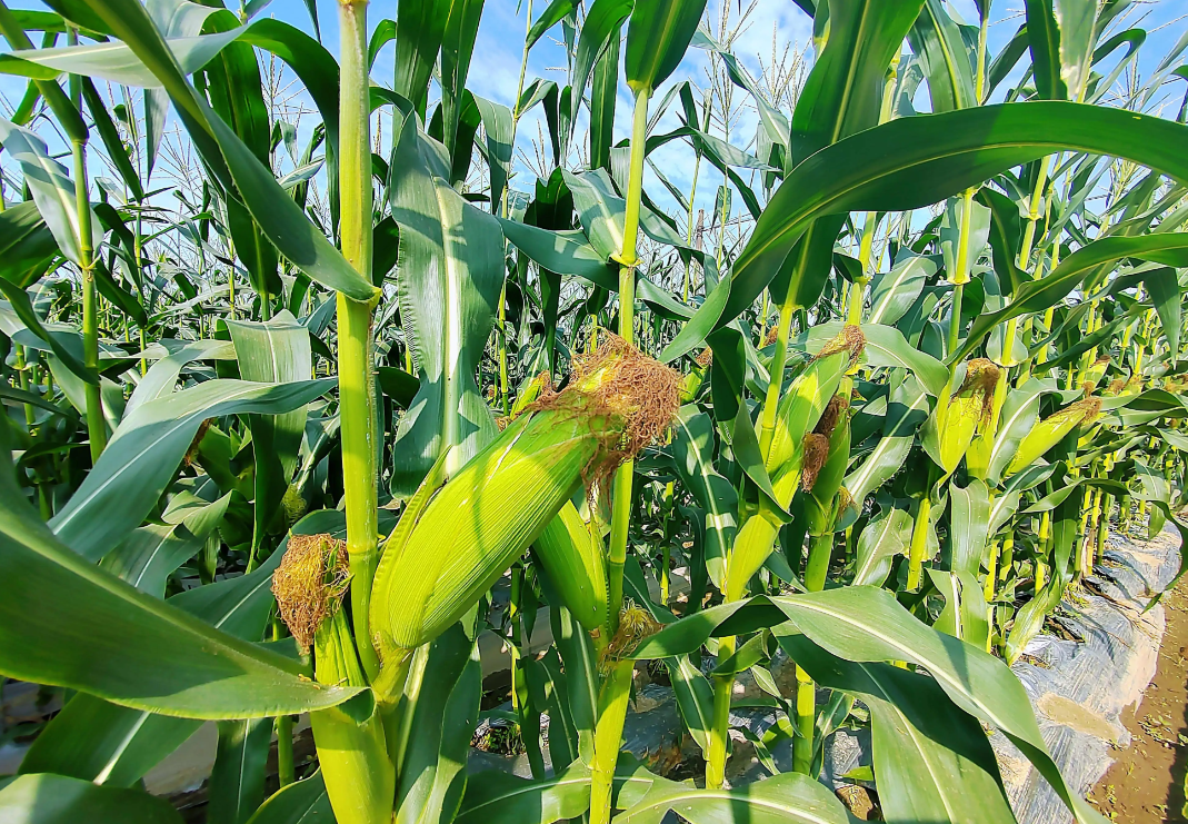 玉米长叉怎么办？教你分清好坏，精准处理稳增产