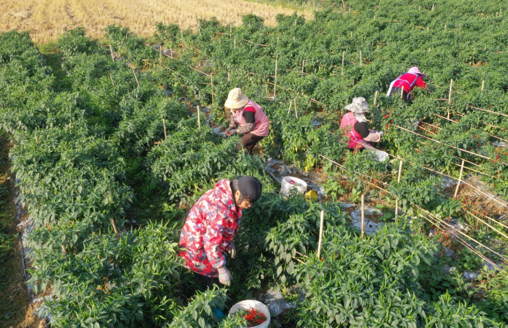 广西平南县：秋冬种绘就乡村振兴新画卷