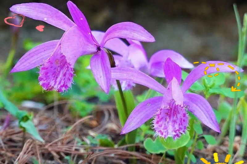 昭通独蒜兰：从濒危&ldquo;山兰&rdquo;到&ldquo;共富花&rdquo;的蝶变之路