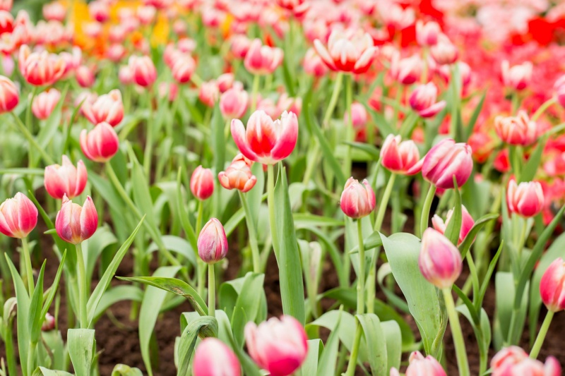 郁金香花期调控全攻略：掌握郁金香花期调控术，打造专属浪漫花海