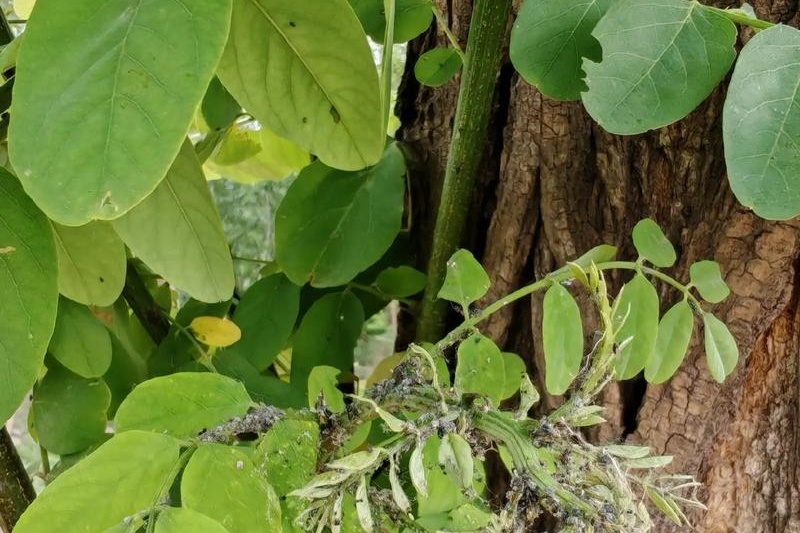 槐树常见病虫害有哪些？槐树常见病虫害防治指南