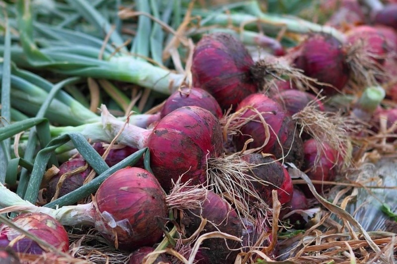 洋葱行情及种植建议：两条路径帮你降本增收