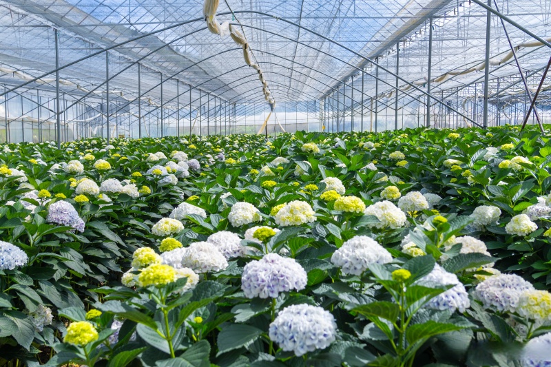 绣球修剪全攻略：从品种到实操，一篇搞定