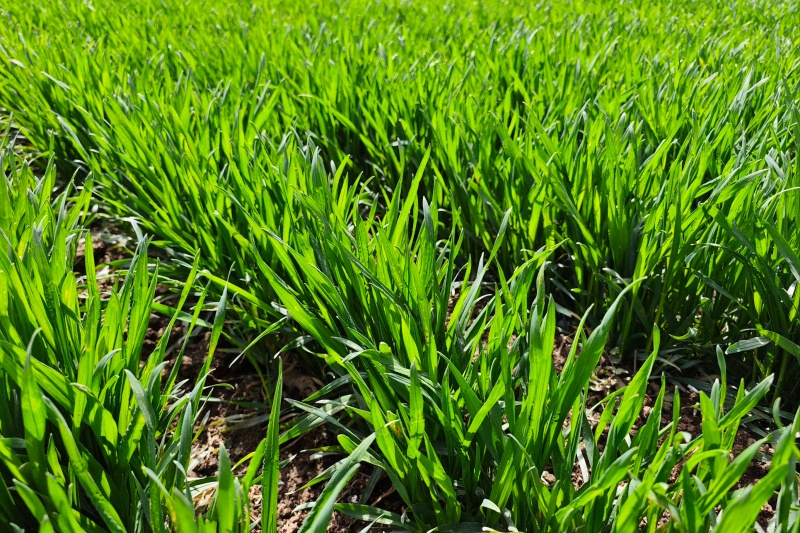 2026年全国春季促壮苗行动推进会：多举措力保夏粮丰收