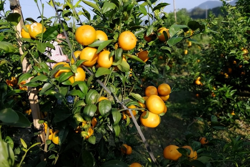 重庆柑橘产业：破局困境，开启发展新征程