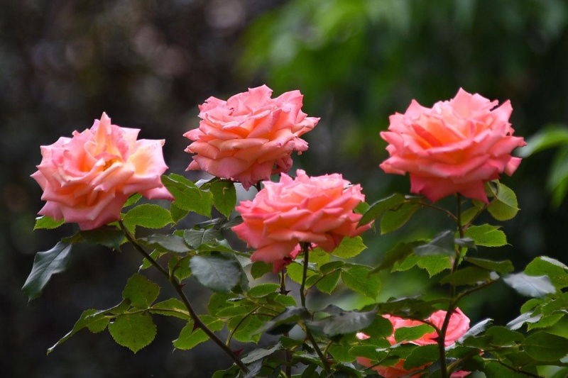 月季全年管理攻略：月季全年精细化养护指南