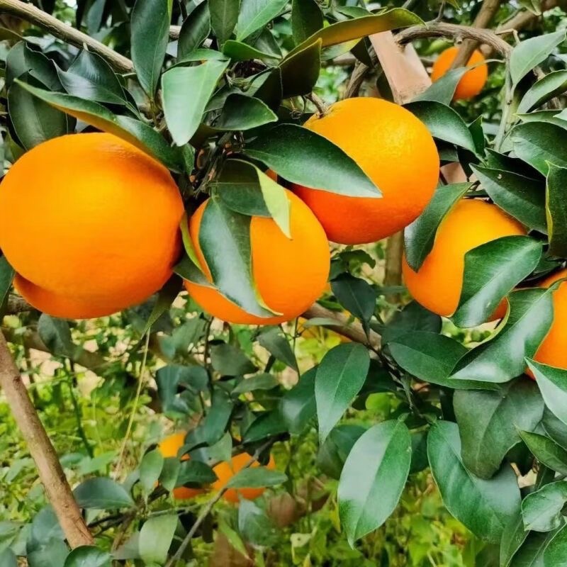 赣州：&ldquo;AI+农业&rdquo;融合，绘就乡村振兴新画卷