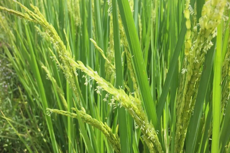 水稻抽穗扬花期管理指南：异常天气挑战与应对全攻略