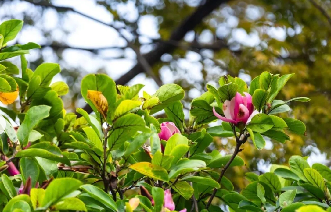 农业植物新品种权异议审查工作规范（试行）