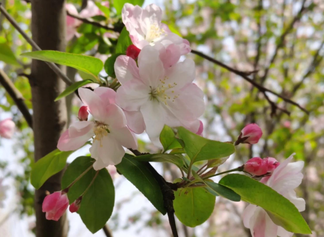海棠花有哪些常见病害？海棠花病害防治指南