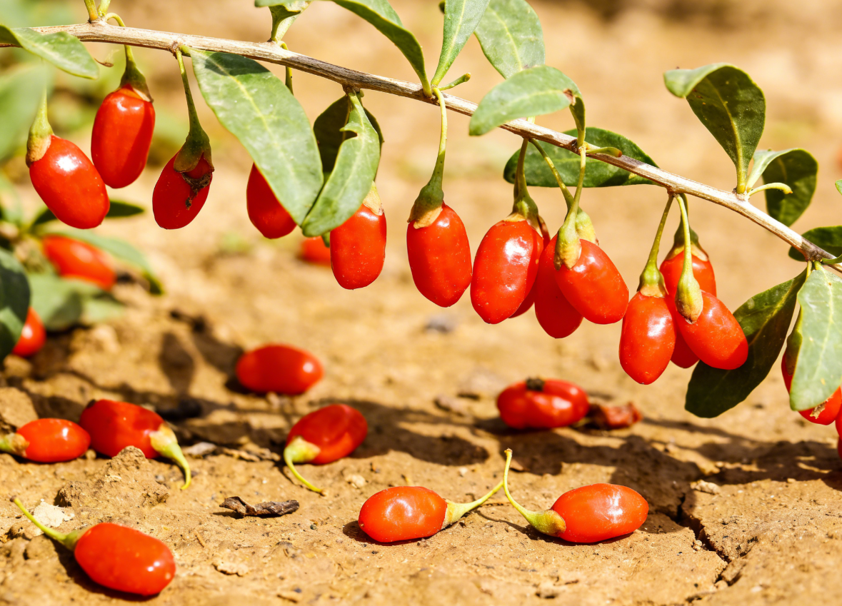 枸杞结果期落果严重怎么办？这些方法能帮你保住产量