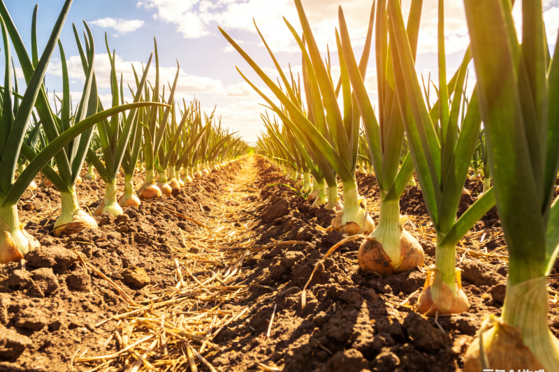 洋葱定植时间与密度的操作指南，解决洋葱种植难题