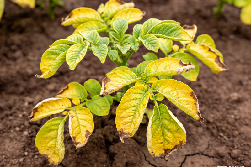 土豆生长中期叶子发黄应对指南：地下害虫与缺肥的防治策略