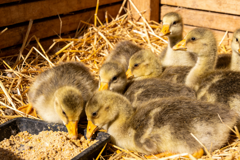 应对小鹅感冒流鼻涕：普通与病毒性感染的治疗攻略