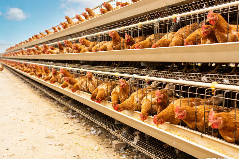 蛋鸡产蛋率突然下降？48小时黄金排查指南，照着做不踩坑