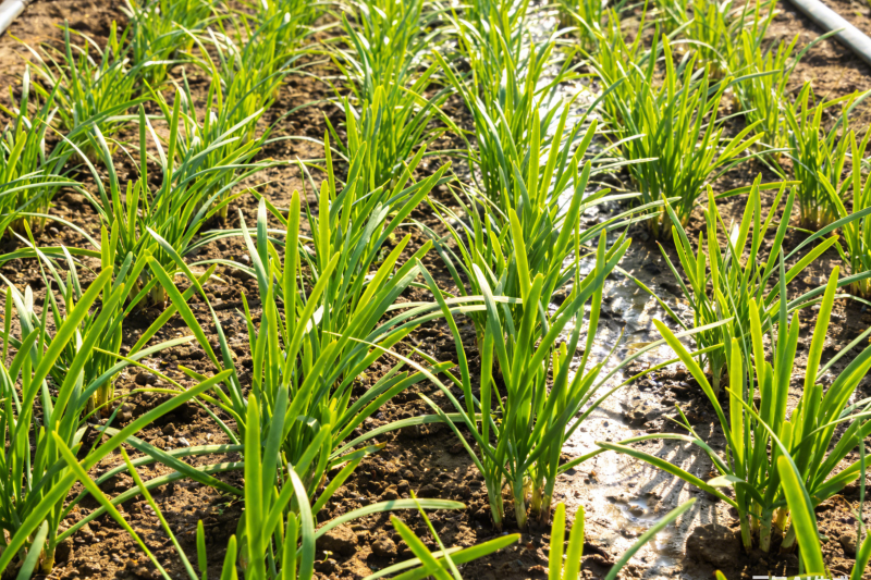 麦冬草块根&ldquo;瘦小&rdquo;应对指南：氮肥与采收时间调整经验分享