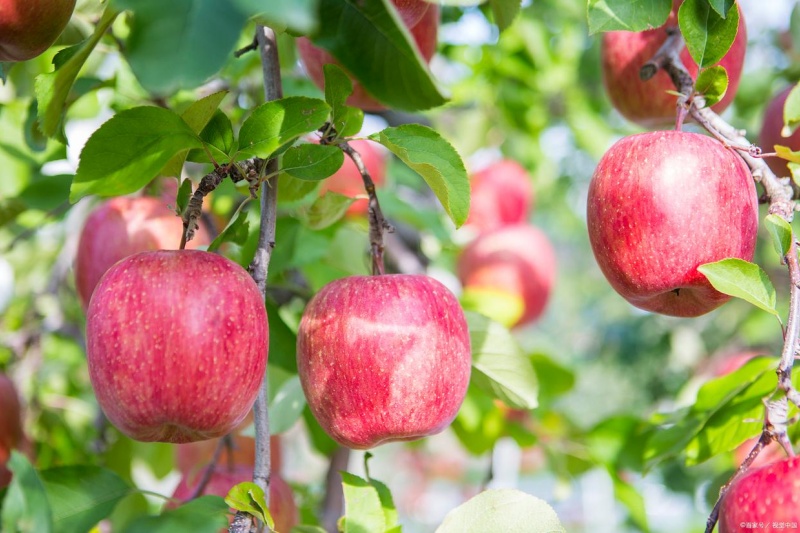 陕西黄土高原苹果高产指南：掌握关键管理技巧，收获满满
