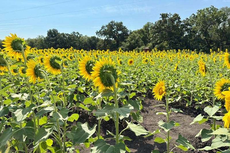 向日葵常见病害识别与防治指南，日常养护与病害预防全攻略