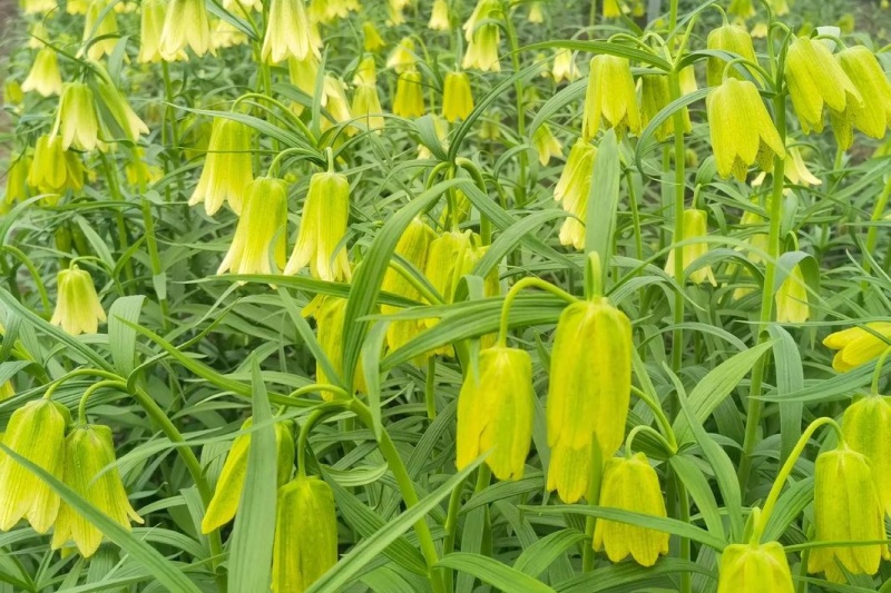 川贝叶片发黄提前枯萎防治指南：这些处理步骤，助你保产增收