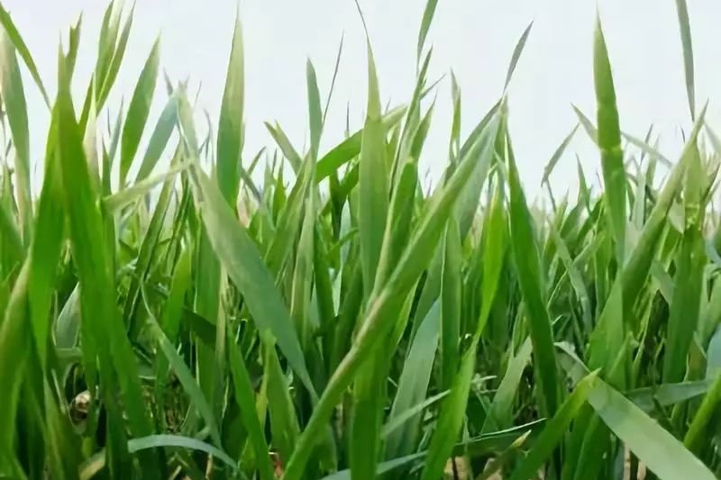 小麦拔节期&ldquo;防倒伏&rdquo;指南：科学管理保稳产增收