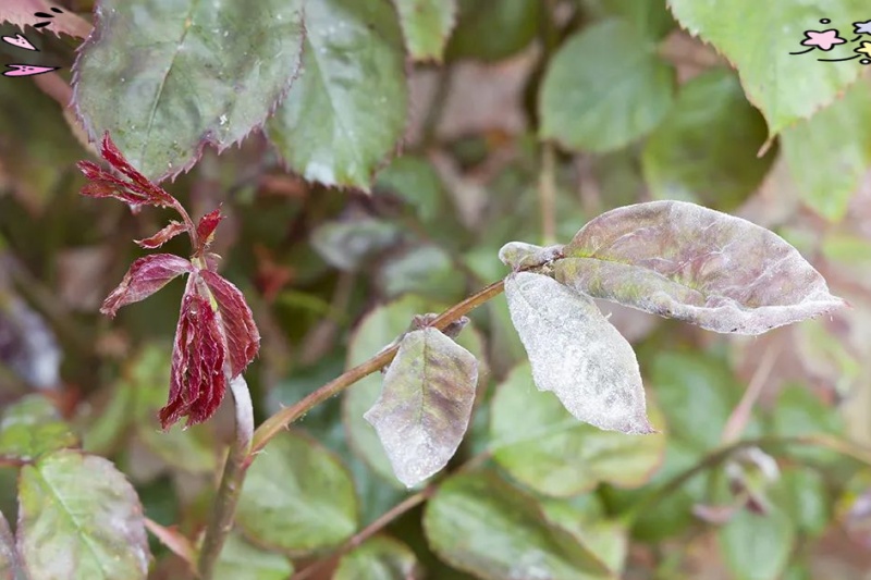 月季病虫害防治指南：照着做花就能开好