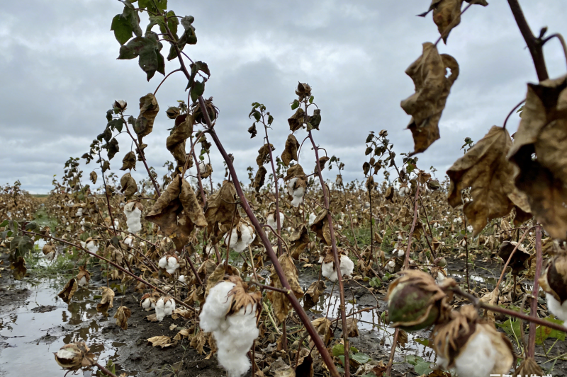 新疆棉花风灾后快速恢复指南：按步骤实施高效补救措施
