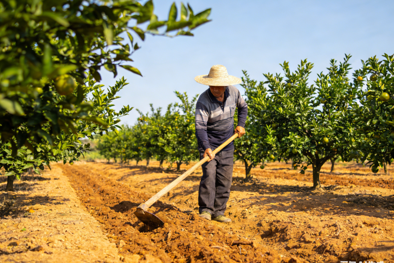 江西柑橘黄龙病应对指南：果农手把手教你防病保产