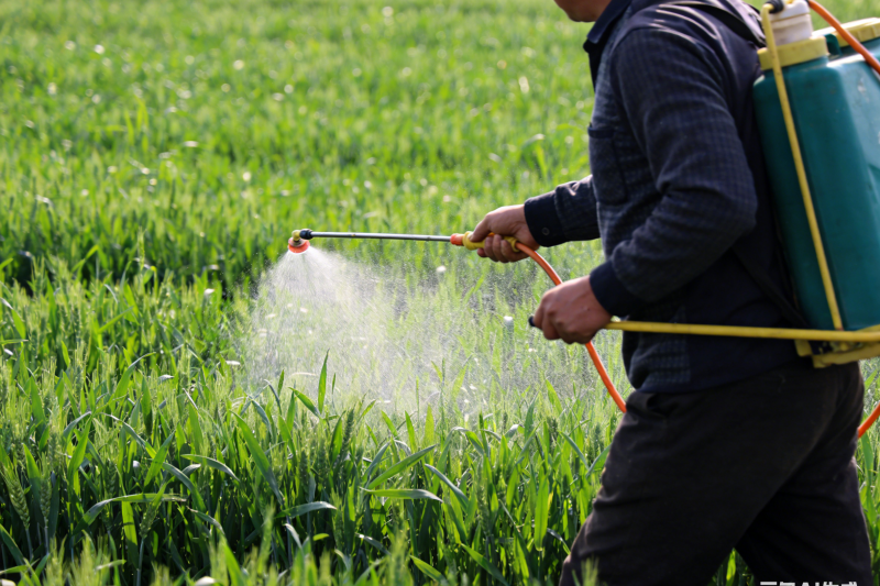 小麦灌浆期遇干热风？这样应对稳产量