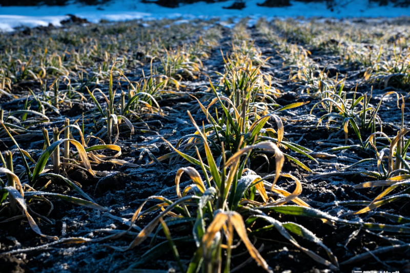 冻害麦苗处理指南：翻、补、留，科学决策减损失