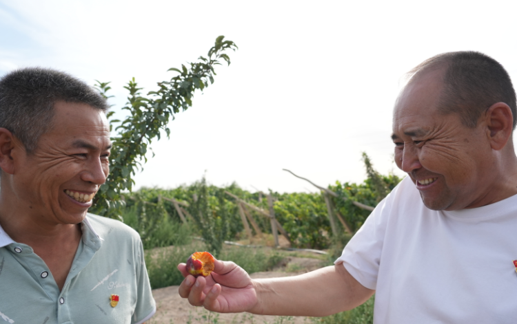 醉胭脂李子种植