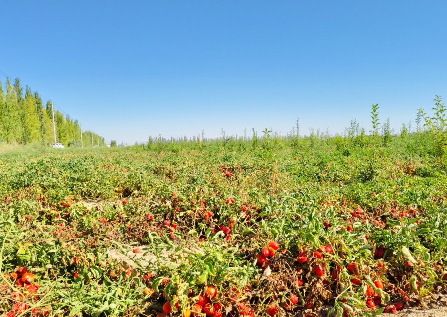 采收与运输场景