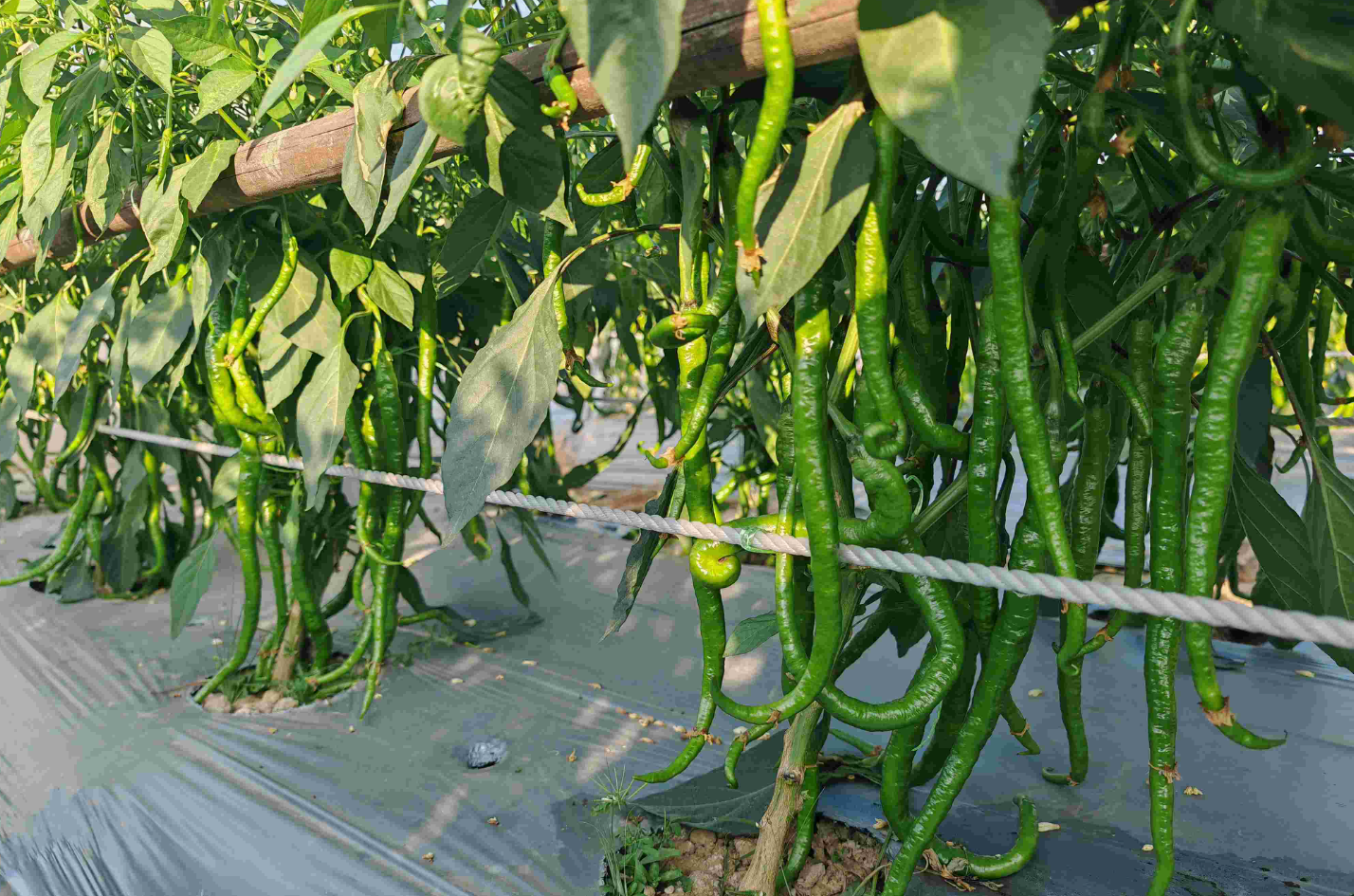 9月后各地特色作物种植指南