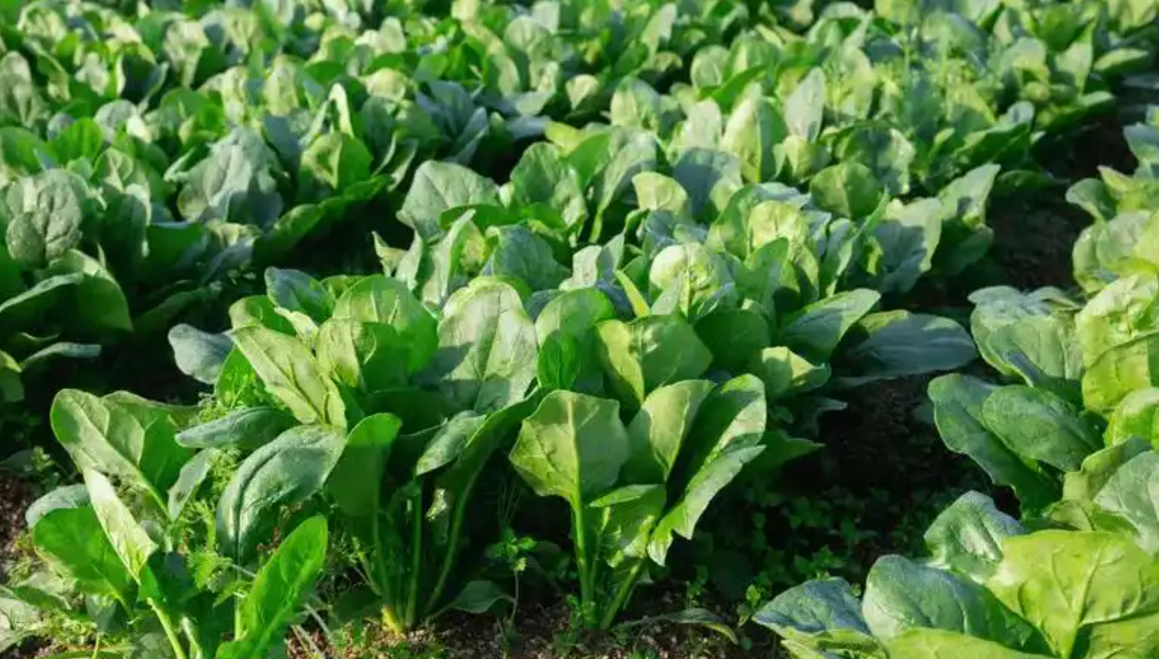 9月后各地特色作物种植指南