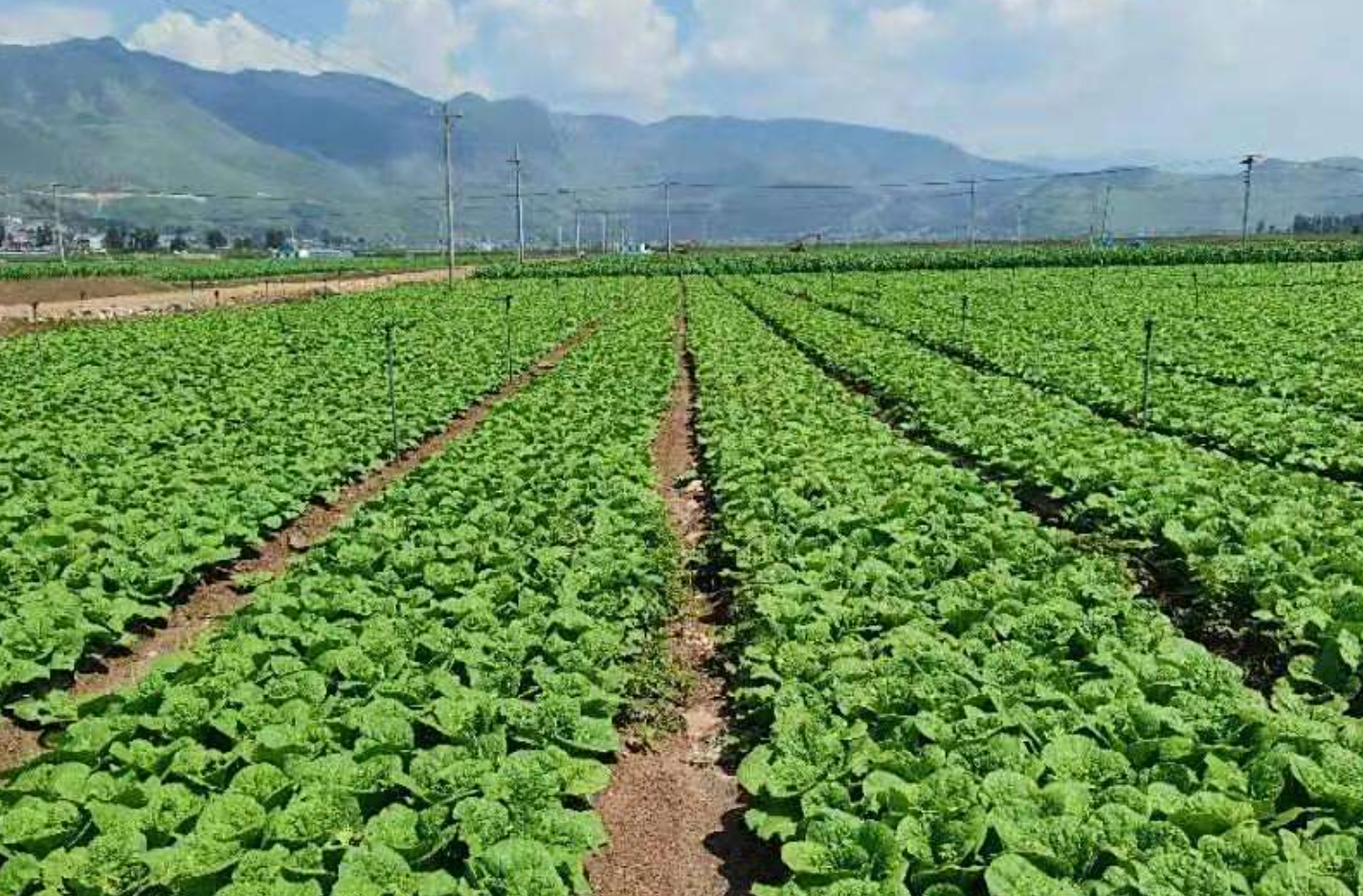 9月后各地特色作物种植指南