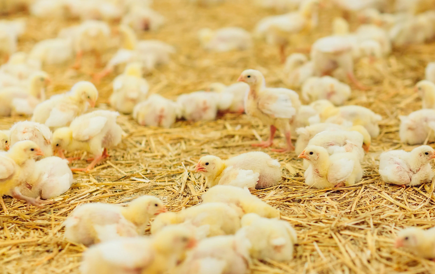 雏鸡出壳后开食时间及操作方法