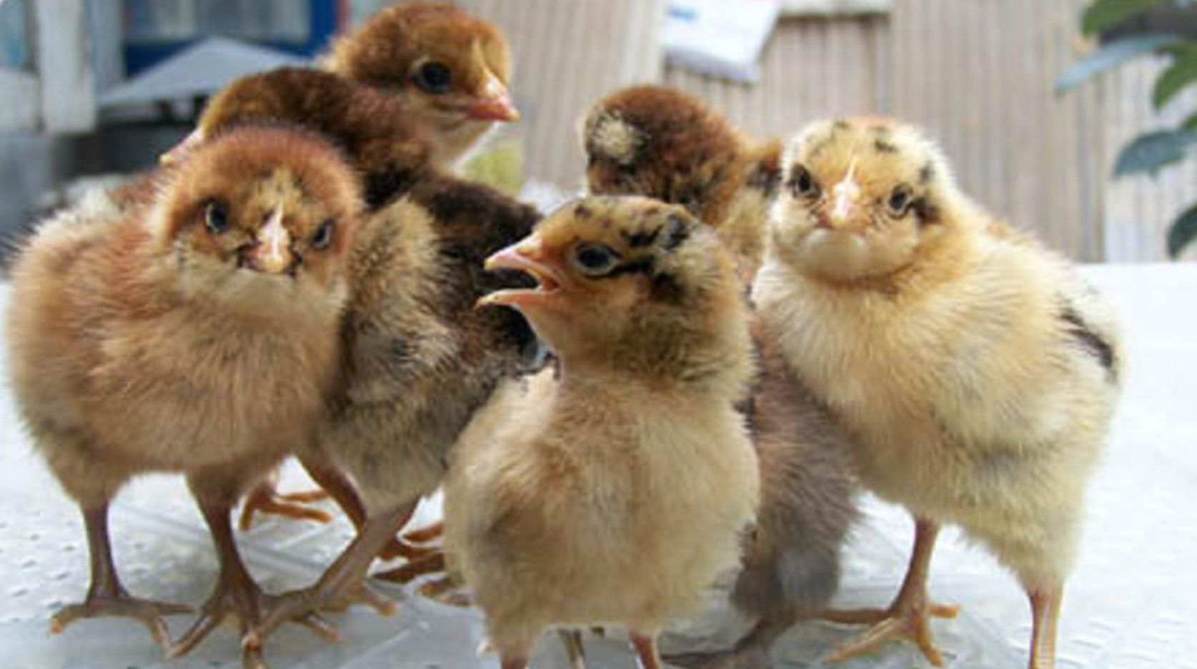 雏鸡出壳后开食时间及操作方法