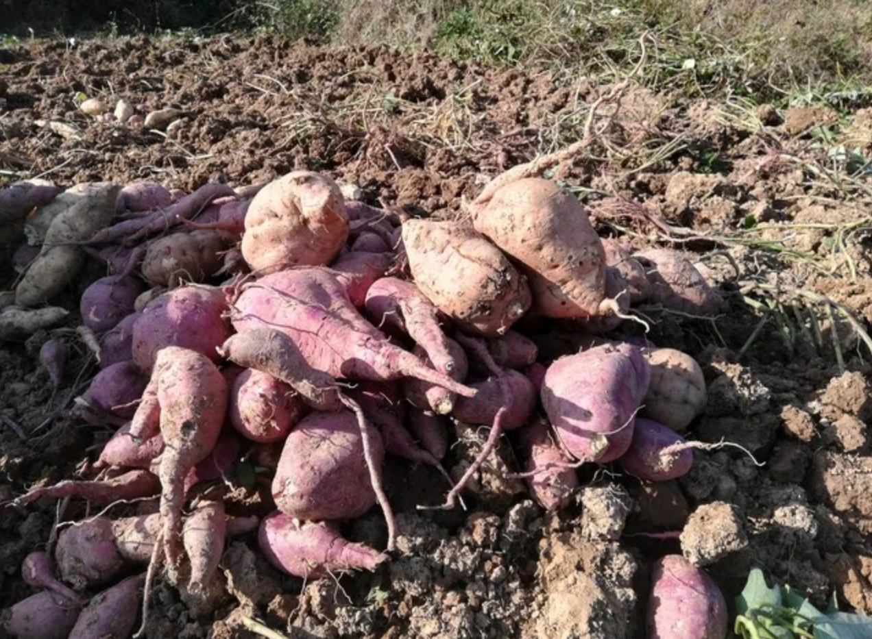 家庭红薯保存攻略:4 步轻松放半年,不烂不发芽还更甜
