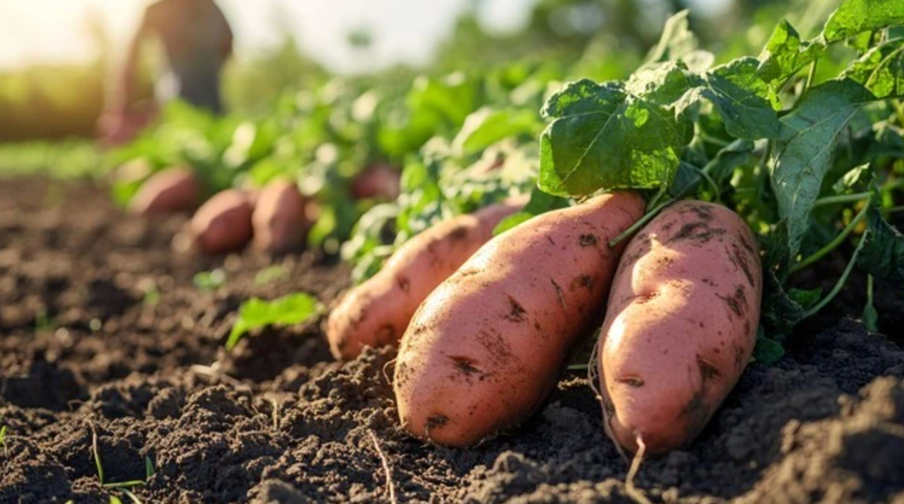 家庭红薯保存攻略:4 步轻松放半年,不烂不发芽还更甜