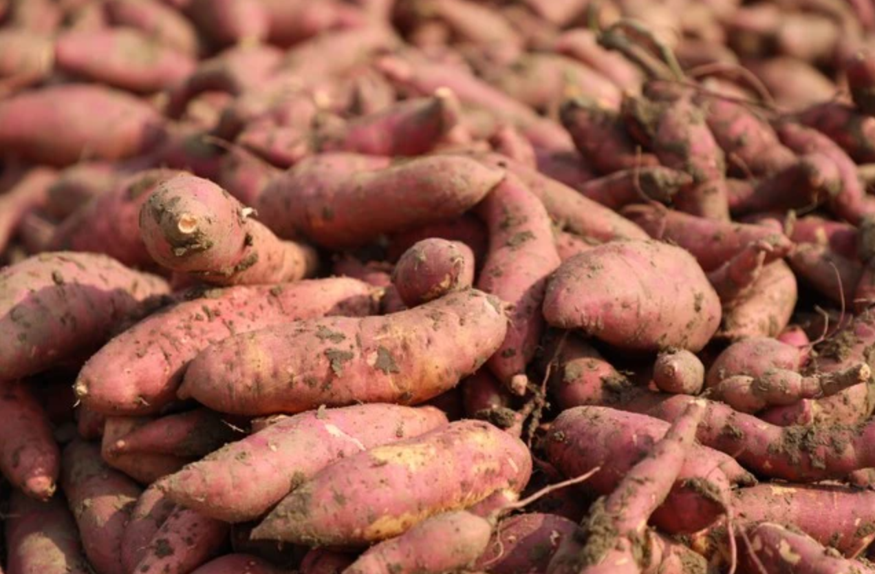 家庭红薯保存攻略:4 步轻松放半年,不烂不发芽还更甜