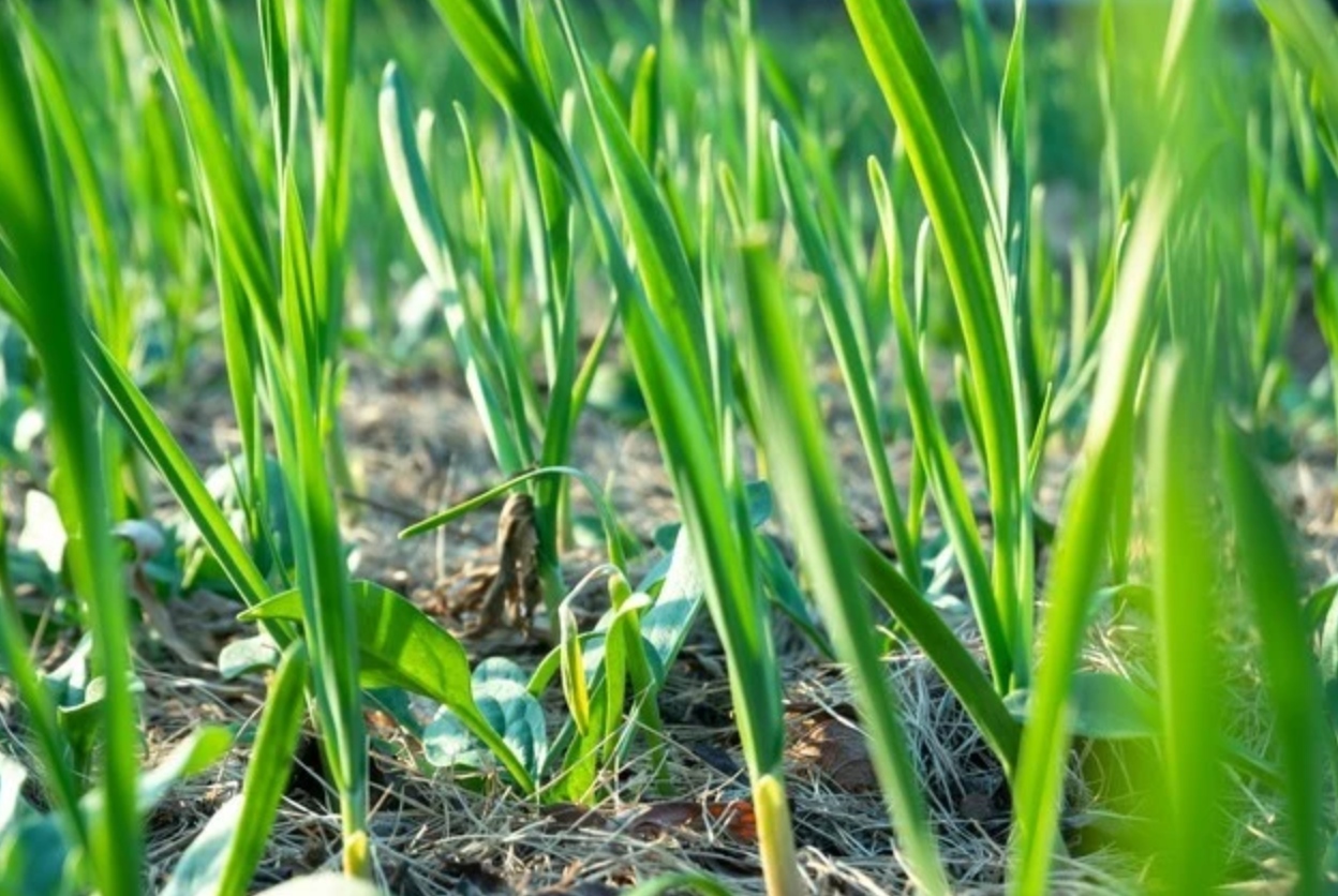 种大蒜怎么浇水?