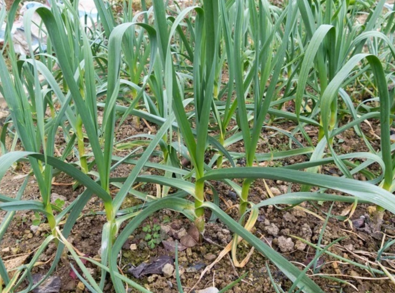 种大蒜怎么浇水?