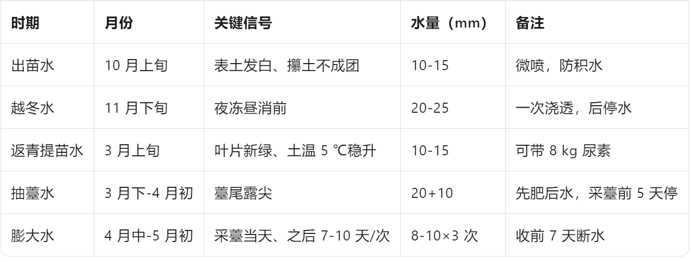 种大蒜怎么浇水?