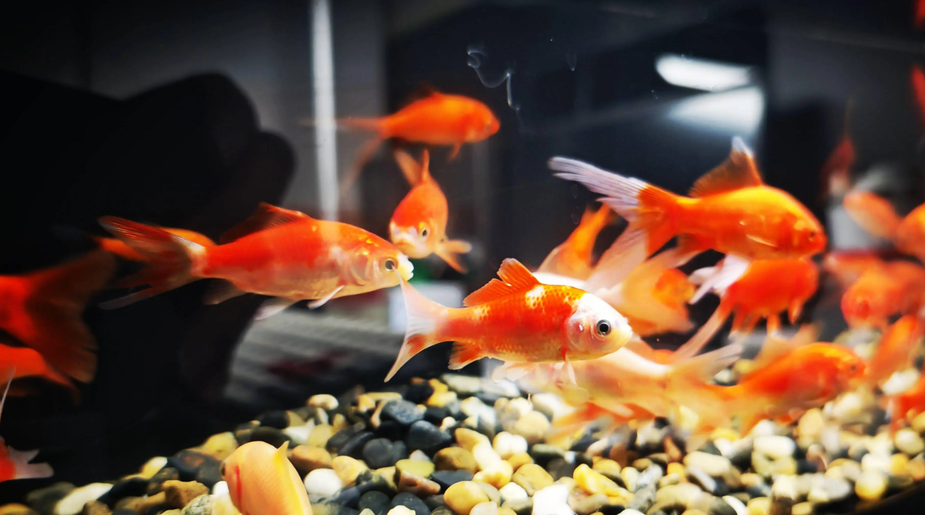 观赏鱼异常行为解析:如何应对浮头、趴缸、立鳞和撞缸