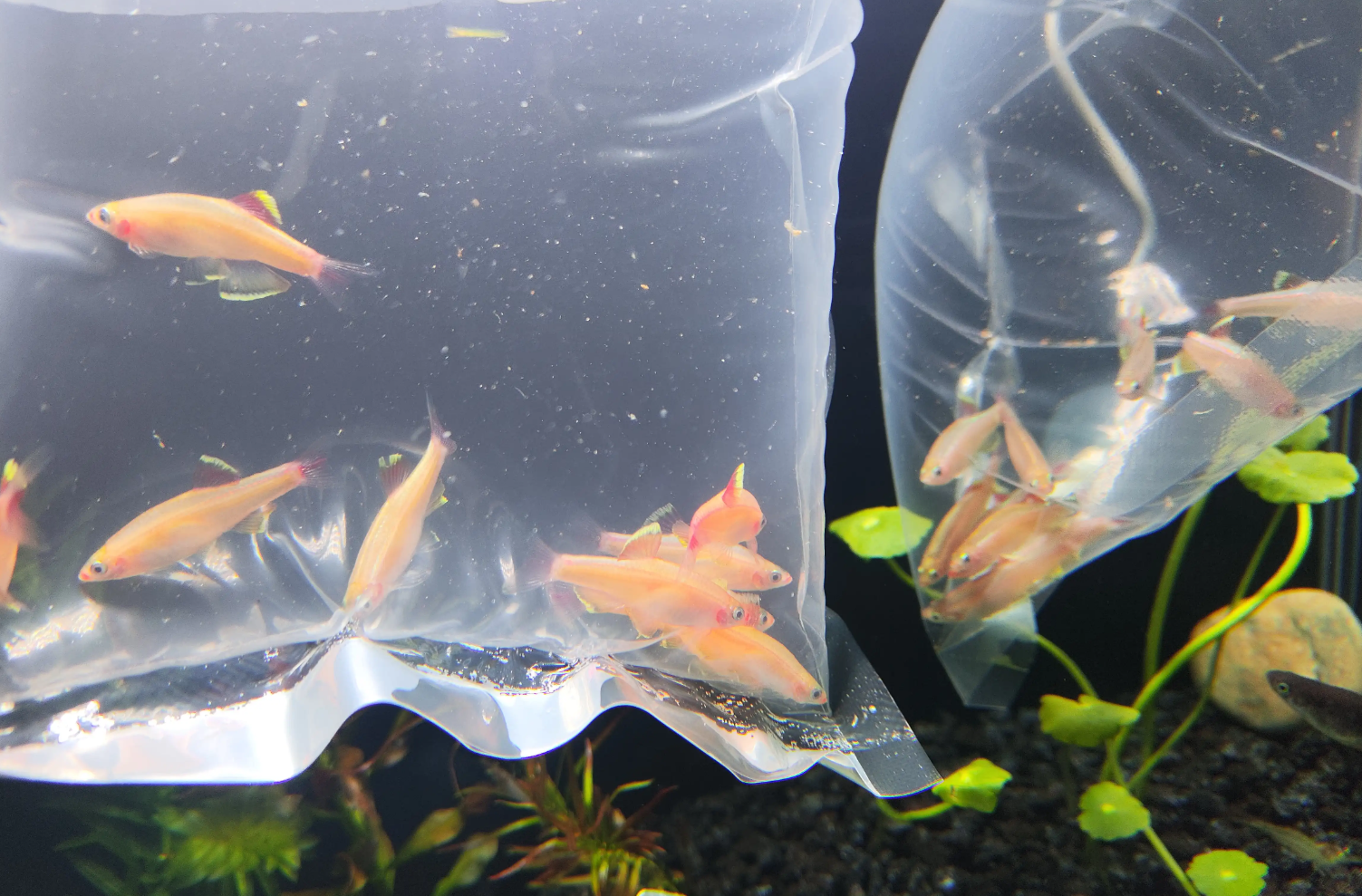 观赏鱼异常行为解析:如何应对浮头、趴缸、立鳞和撞缸