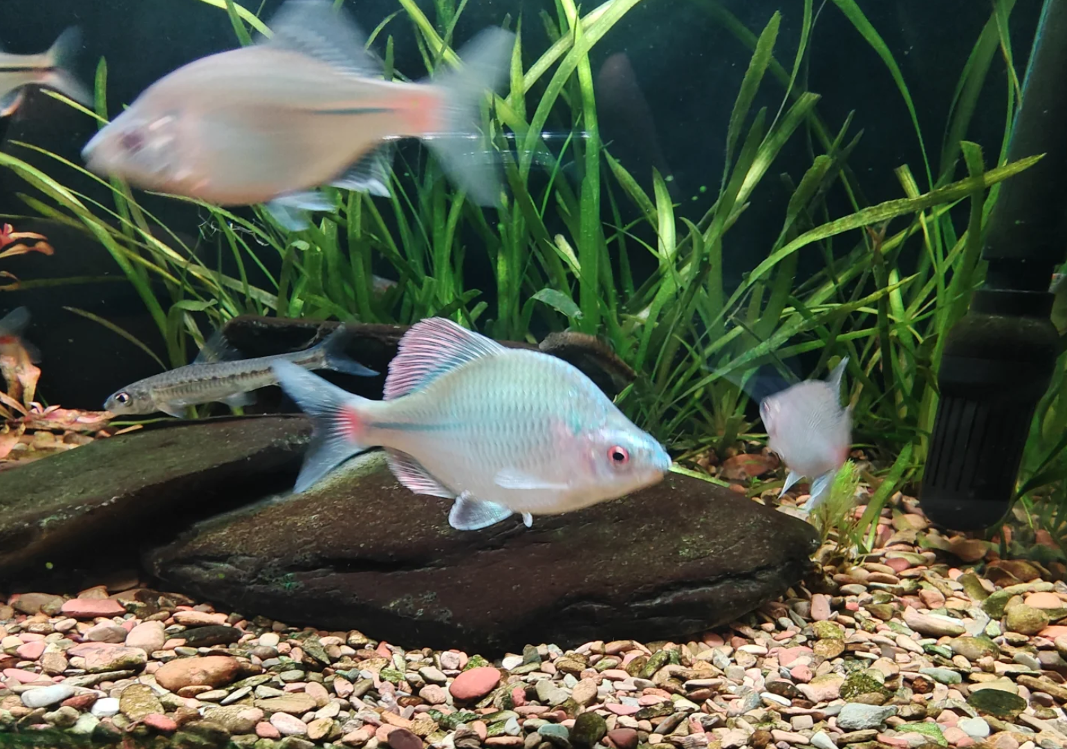 观赏鱼异常行为解析:如何应对浮头、趴缸、立鳞和撞缸