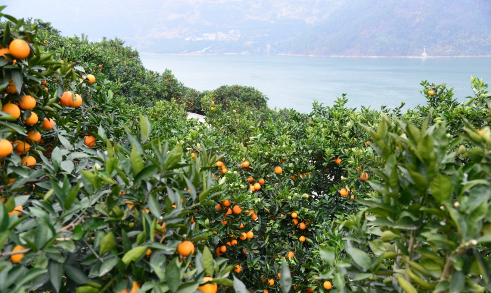 奉节脐橙与全州脐橙深度对比：从产地优势到营养风味的差异化解析
