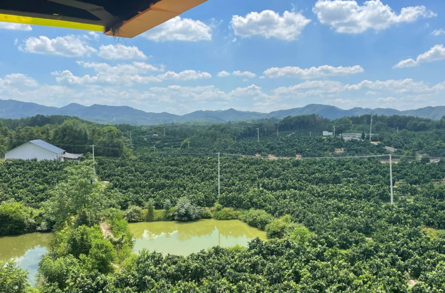 奉节脐橙与全州脐橙深度对比：从产地优势到营养风味的差异化解析