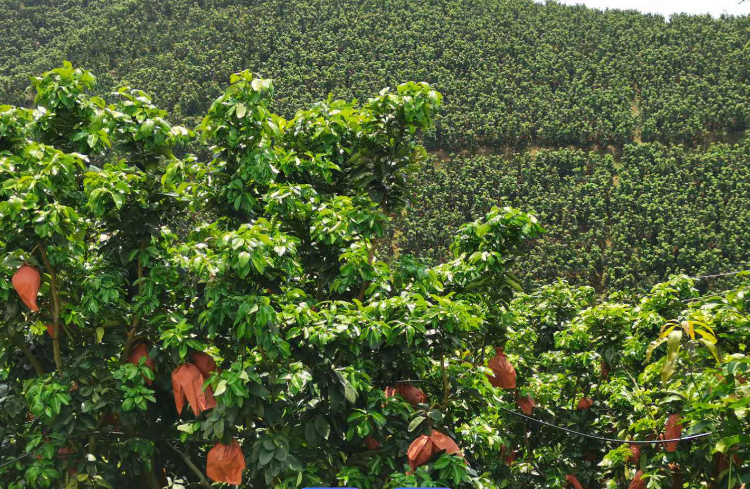 中国红心柚之乡深度探秘:从双核心产区到功能性水果的价值解码